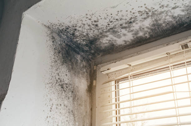 Affordable Mold Inspection And Testing solutions in Greensboro, NC